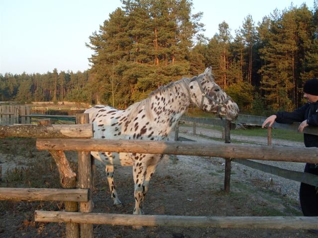Koń dalmatyńczyk